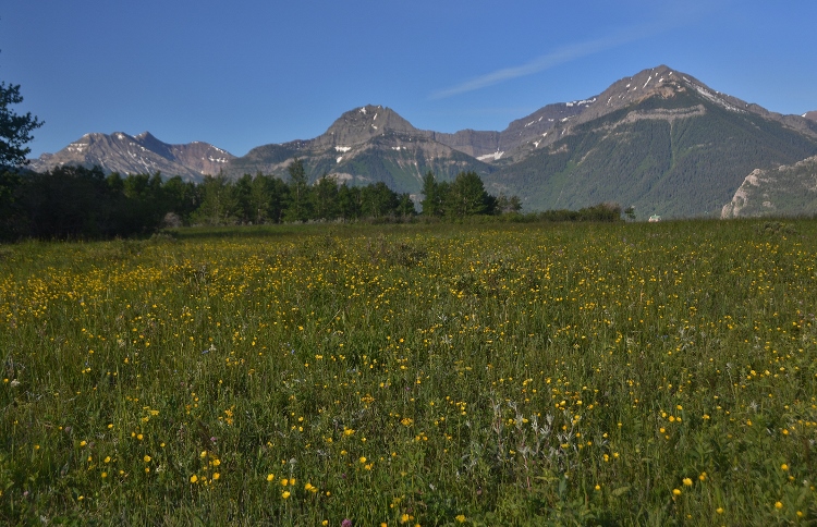 wildflowers and mtns